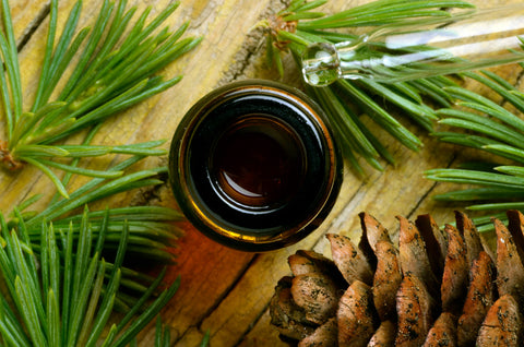 Latschenkieferöl Herstellung