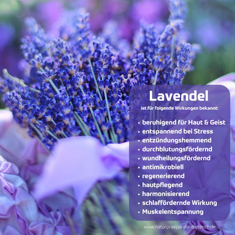 Lavendel und seine traditionell bekannten Wirkungen: beruhigend, entspannend, entzündungshemmend, durchblutungsfördernd, fördert Wundheilung, antimikrobiell, regenerierend, hautpflegend, schlaffördernd, Museklentspannung | Naturpräparate Dieterich