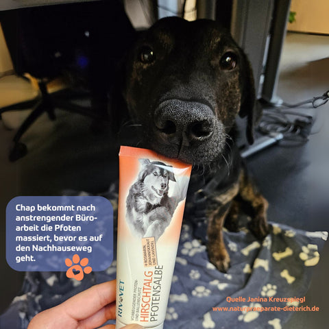 RIVVET Hirschtalg Pfotensalbe - Rüde Chap bekommt nach anstrenender Büroarbeit seine Pfoten vor dem Nachhauseweg eingecremt | Naturpräparate Dieterich