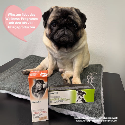 RIVVET Hirschtalg Pfotensalbe 75 ml und RIVVET Ringelblumen Pflegesalbe 75 ml - Mops Winston liebt die beiden Pflegecrems | Naturpräparate Dieterich