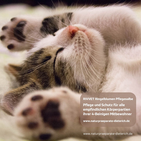 RIVVET Ringelblumen Pflegesalbe 75 ml - Pflege und Schutz für alle empfindlichen Körperpartien von Vierbeinern | Naturpräparate Dieterich