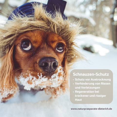 RIVVET Hirschtalg Pfotensalbe zum Schnautzenschutz für Hund & Katze: Schutz vor Austrocknung, Verhinderung von Rissen/Verletzungen, Regeneration trockener & rissiger Haut | Naturpräparate Dieterich