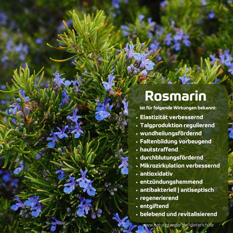 Rosmarin und seine traditionell bekannten Wirkungen:
Elastizität verbessernd, fördert Wundheilung, Hautstraffung, Mikrozirkulation, entzündungshemmend, antibakteriell, regenerierend, entgiftend, belebend & revitalisierend | Naturpräparate Dieterich