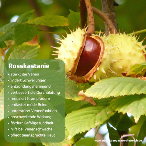 75 ml Tube - die Wirkstoffe der Rosskastanie sind traditionell bekannt für Stärkung der Venen, Durchblutung, abschwellende Wirkung, entzündungshemmend, fördert Gefäßgesundheit uvm. | Naturpräparate Dieterich