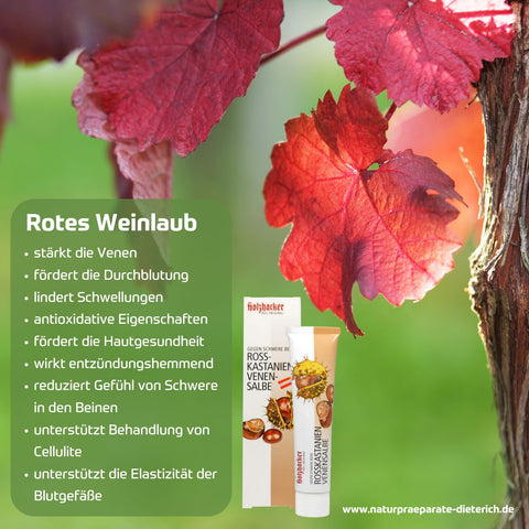 75 ml Tube - Rotes Weinlaub ist traditionell bekannt für Stärkung der Venen, Durchblutung, lindert Schwellungen, reduziert Schwere in den Beinen, Behandlung von Cellulite, fördert Elastizität der Blutgefäße | Naturpräparate Dieterich