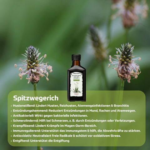 Riviera Spitzwegerich Saft mit Vitamin C 250 ml Glasflasche - traditionell bekannte Wirkungen des Spitzwegerich: hustenstillend, entzündungshemmend, antibakteriell, schmerzlindernd, krampflösend, immunregulierend, antioxidativ, entgiftend. Foto mit Spitzwegerichblüten und Spitzwegerichsaft. | Naturpräparate Dieterich