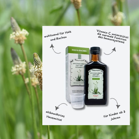 Riviera Spitzwegerich Saft mit Vitamin C 250 ml Glasflasche  - Vorteile: wohltuend für Hals & Rachen. Vitamin C unterstützt die normale Funktion des Immunsystems, altbewährtes Hausmittel, für Kinder ab 3 Jahren. Foto Spitzwegerich Glasflasche, Umkarton und Messbecher vor Hintergrund mit Spitzwegerich | Naturpräparate Dieterich