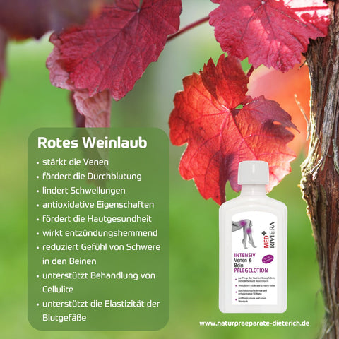 Riviera Venen Lotion 250 ml Flasche.  Rotes Weinlaub traditionell bekannt für Stärkung der Venen, durchblutungsfördernd, lindert Schwellungen, antioxidative Eigenschaften, entzündungshemmend, unterstützt Behandlung von Cellulite, für Elastizität der Blugefäße | Naturpräparate Dieterich