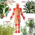 Holzhacker Muskel & Gelenksalbe. Abbildung eines Menschen von hinten mit allen wichtigen Gelenken und Wintergrün, Salbei, Rosmarin und Thymian, den Inhaltsstoffen der Salbe. | Naturpräparate Dieterich