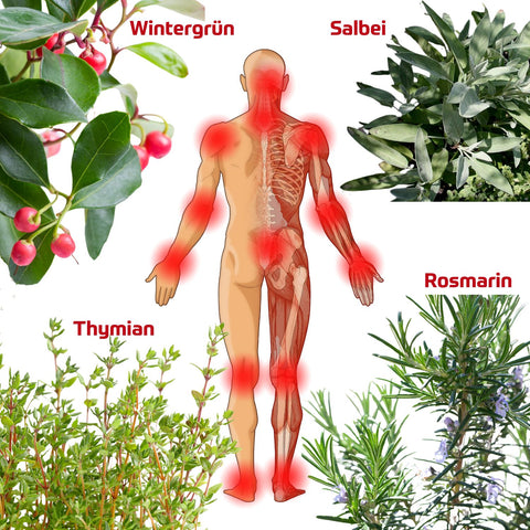 Holzhacker Muskel & Gelenksalbe. Abbildung eines Menschen von hinten mit allen wichtigen Gelenken und Wintergrün, Salbei, Rosmarin und Thymian, den Inhaltsstoffen der Salbe. | Naturpräparate Dieterich
