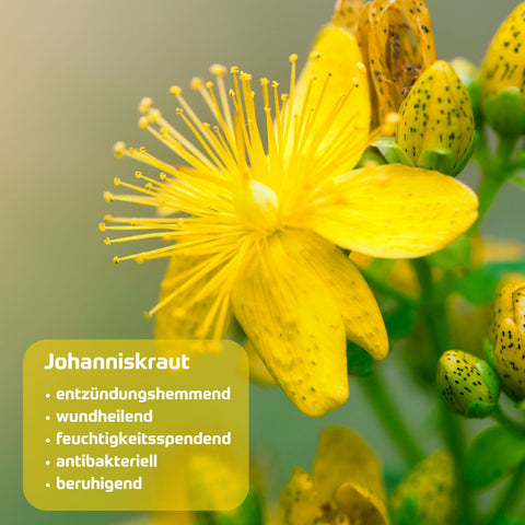 Holzhacker Johanniskrautöl After Sun Salbe. Foto von Johanniskraut mit Blüte und Text: Johanniskraut - entzündungshemmend, wundheilend, feuchtigkeitsspendend, antibakteriell, beruhigend | Naturpräparate Dieterich