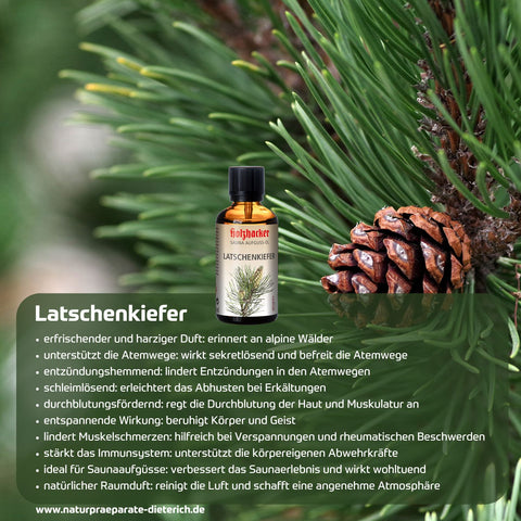 Latschenkieferöl traditionell bekannt für Steigerung der Durchblutung & Lockerung der Muskulatur, schmerzlindernd, revitalisierend, entzündungshemmend, pflanzliche Alternative zu chemischen Schmerzmitteln und Pflegeprodukten. Foto mit Latschenkieferzweig, Sauna Aufguss-Öl Latschenkiefer und Vorteilen | Naturpräparate Dieterich