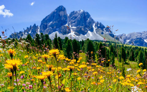 Die österreichische Bergwelt hält viele wertvolle Wirkstoffe für die Produkte Naturpräparte Dieterich GmbH bereit.