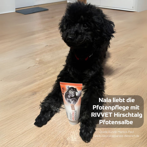 RIVVET Hirschtalg Pfotensalbe 75 ml Tube - Pudeldame Nala liebt die Pfotenpflege mit der Hirschtalg Pfotensalbe | Naturpräparate Dieterich
