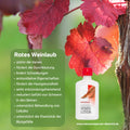 Riviera Venen Lotion 250 ml Flasche.  Rotes Weinlaub traditionell bekannt für Stärkung der Venen, durchblutungsfördernd, lindert Schwellungen, antioxidative Eigenschaften, entzündungshemmend, unterstützt Behandlung von Cellulite, für Elastizität der Blugefäße | Naturpräparate Dieterich